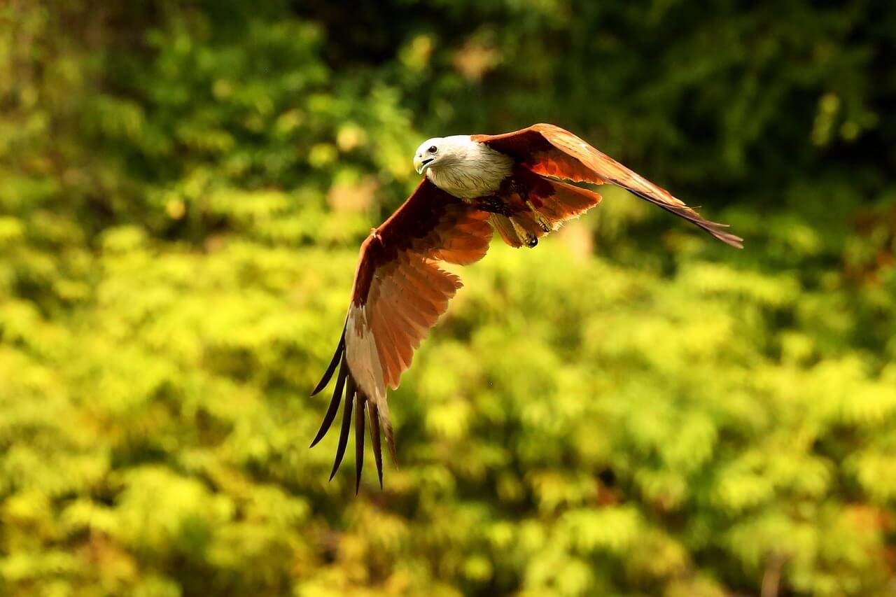 Hawk Spiritual Meaning