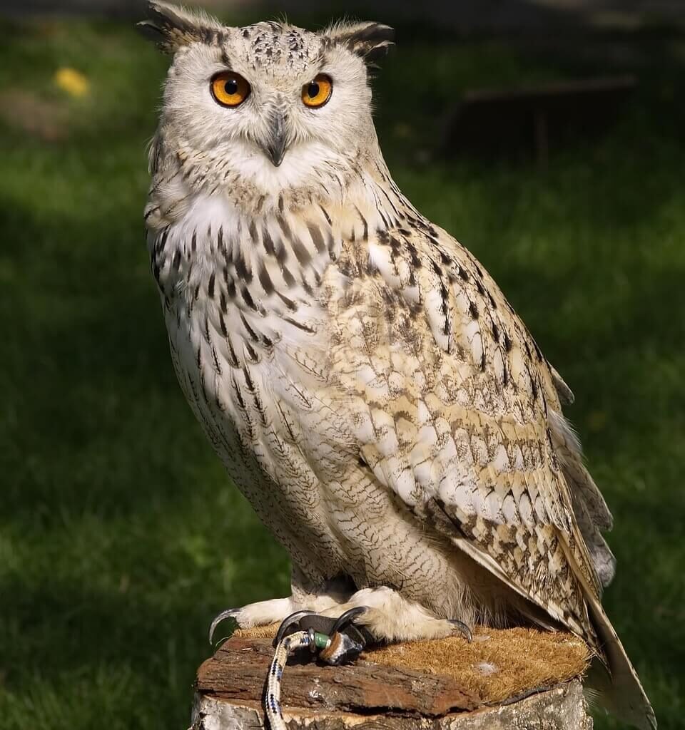 seeing an owl at night spiritual meaning