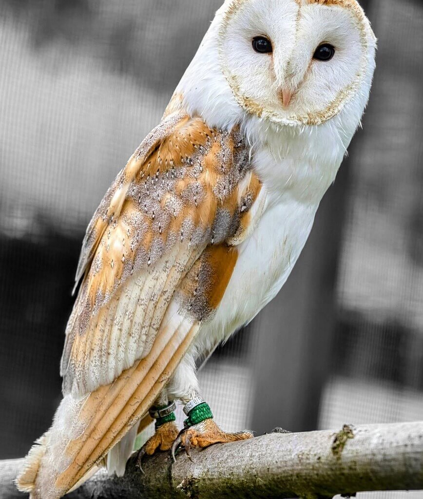 seeing an owl at night spiritual meaning