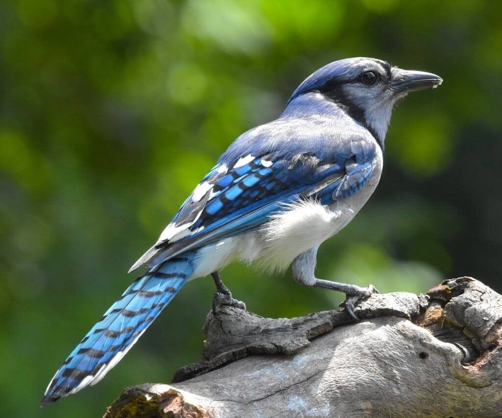 Blue Jay Spiritual Meaning and Symbolism
