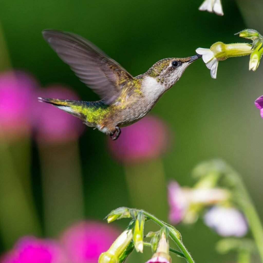 Hummingbird Spiritual Meaning