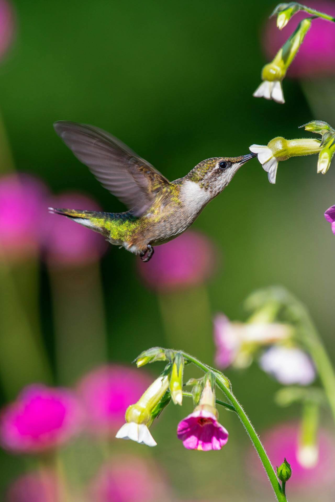 seeing a hummingbird spiritual meaning