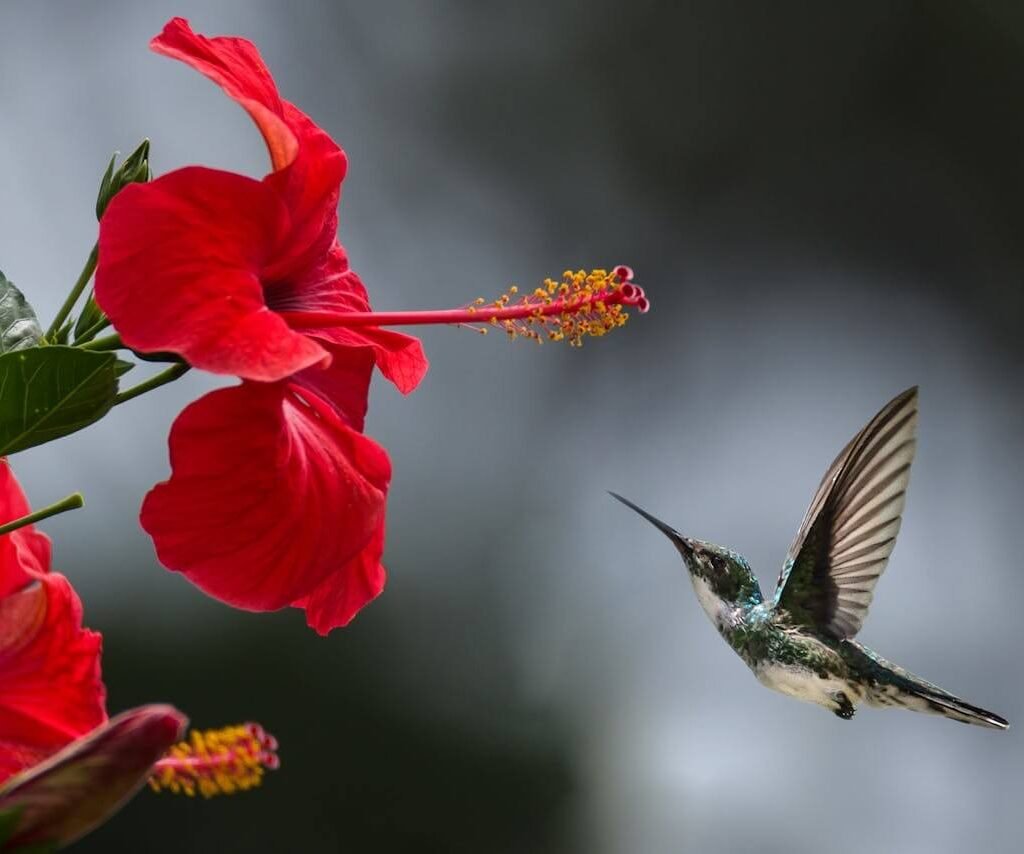 seeing a hummingbird spiritual meaning
