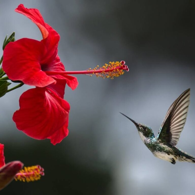 seeing a hummingbird spiritual meaning