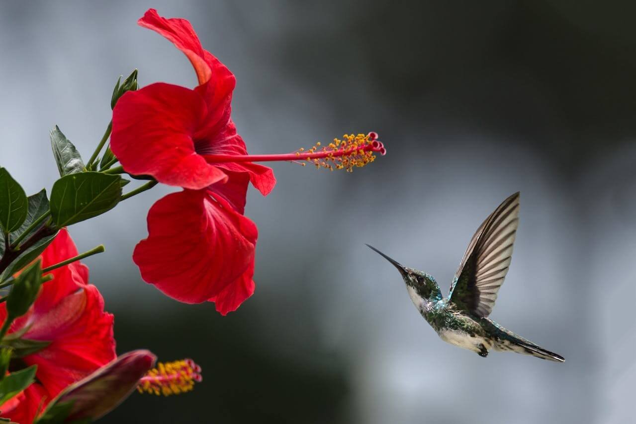 seeing a hummingbird spiritual meaning