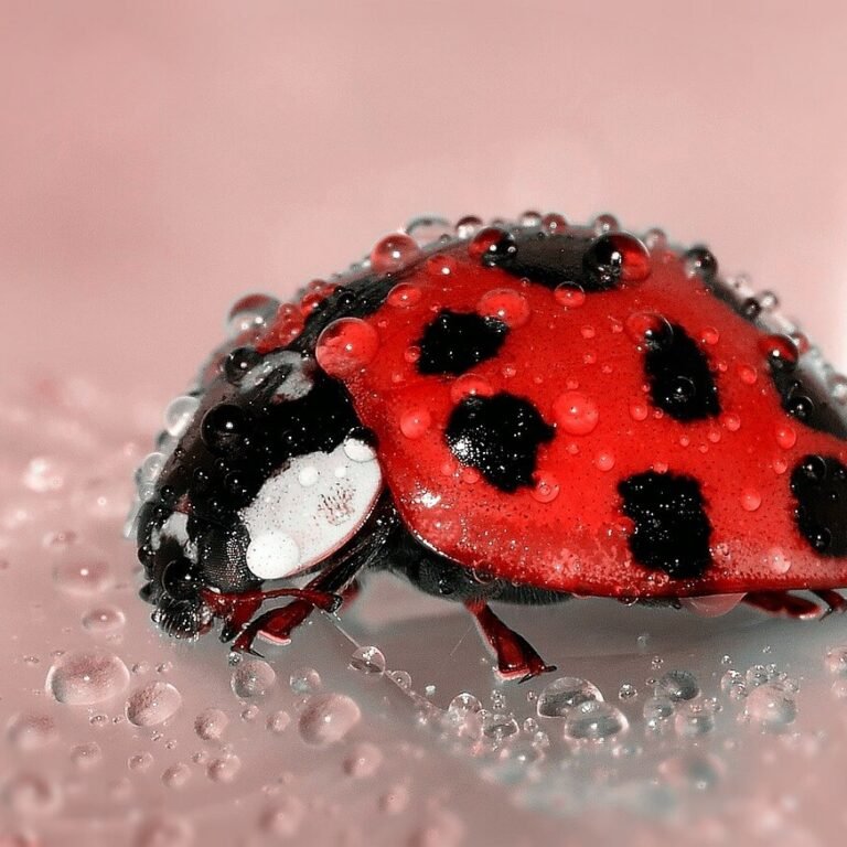ladybug spiritual meaning