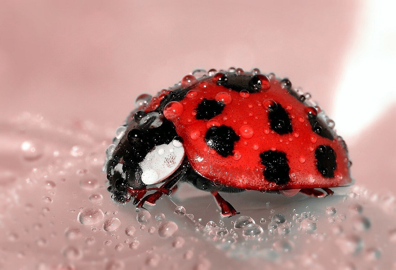 ladybug spiritual meaning