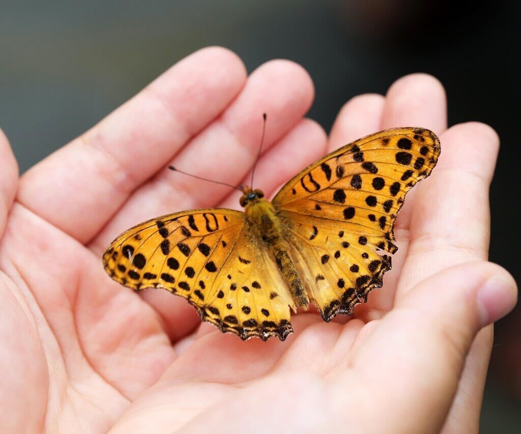 butterfly spiritual meaning