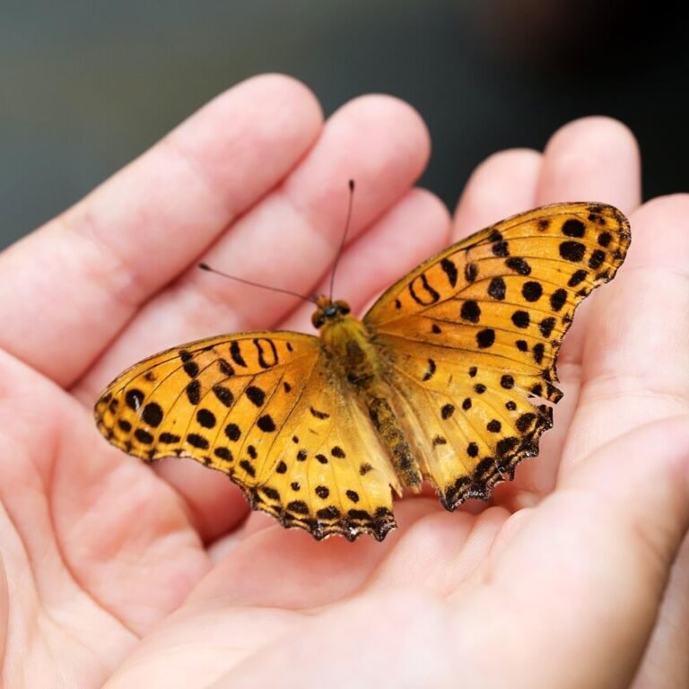 Yellow Butterfly Spiritual Meaning
