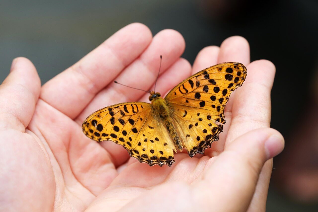 Yellow Butterfly Spiritual Meaning