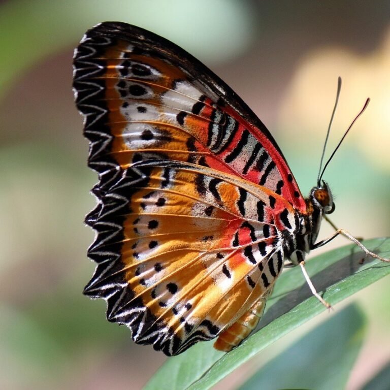 butterfly spiritual meaning