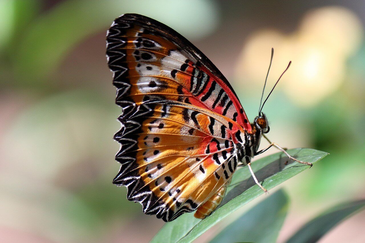 butterfly spiritual meaning