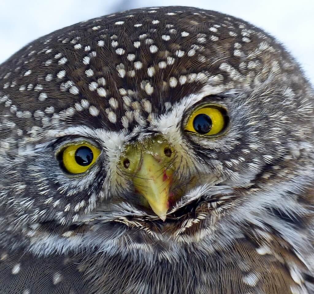 Owl Spirit Animal