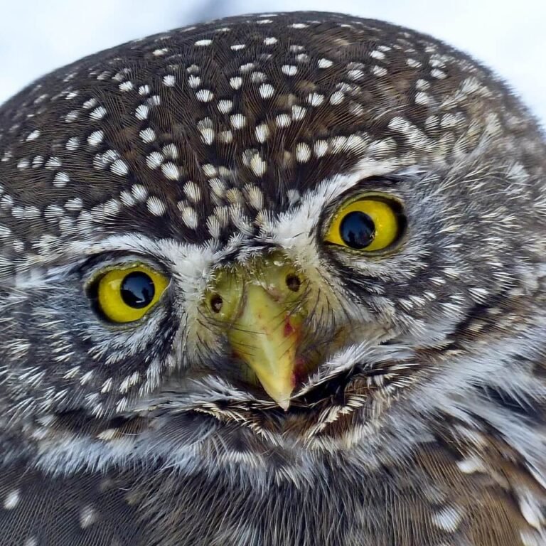 Owl Spirit Animal