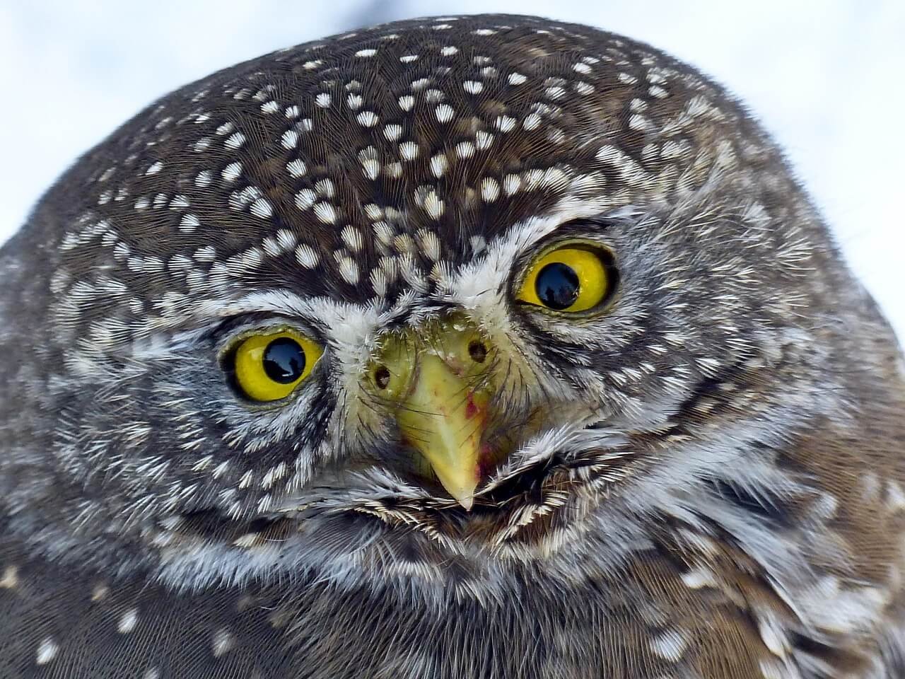 Owl Spirit Animal