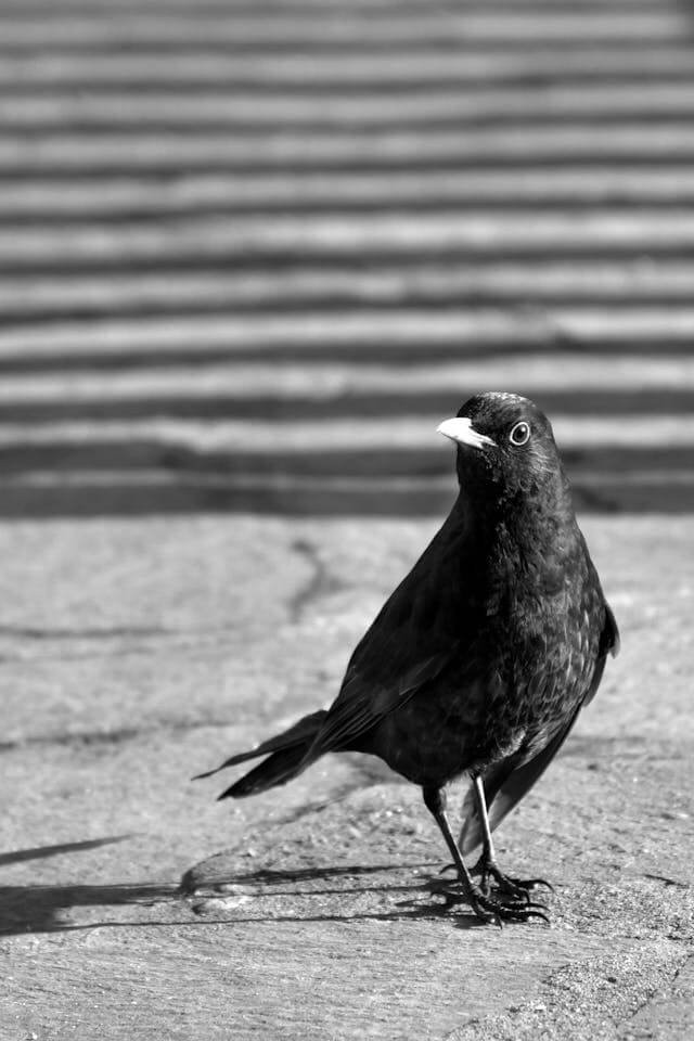 Raven