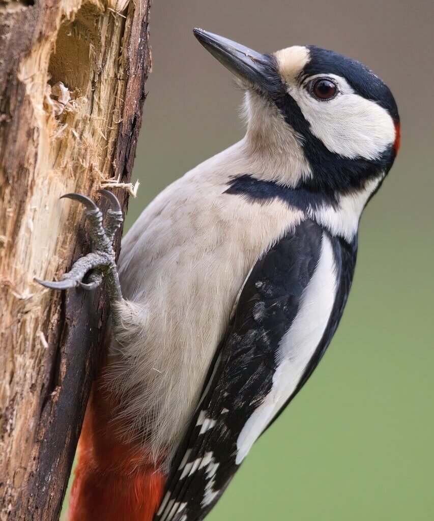 The Woodpecker