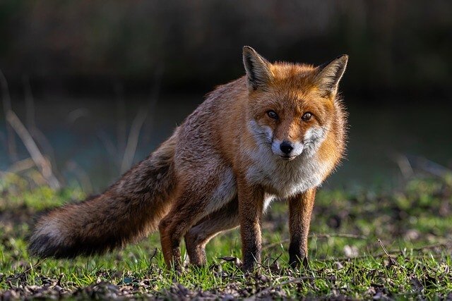 fox