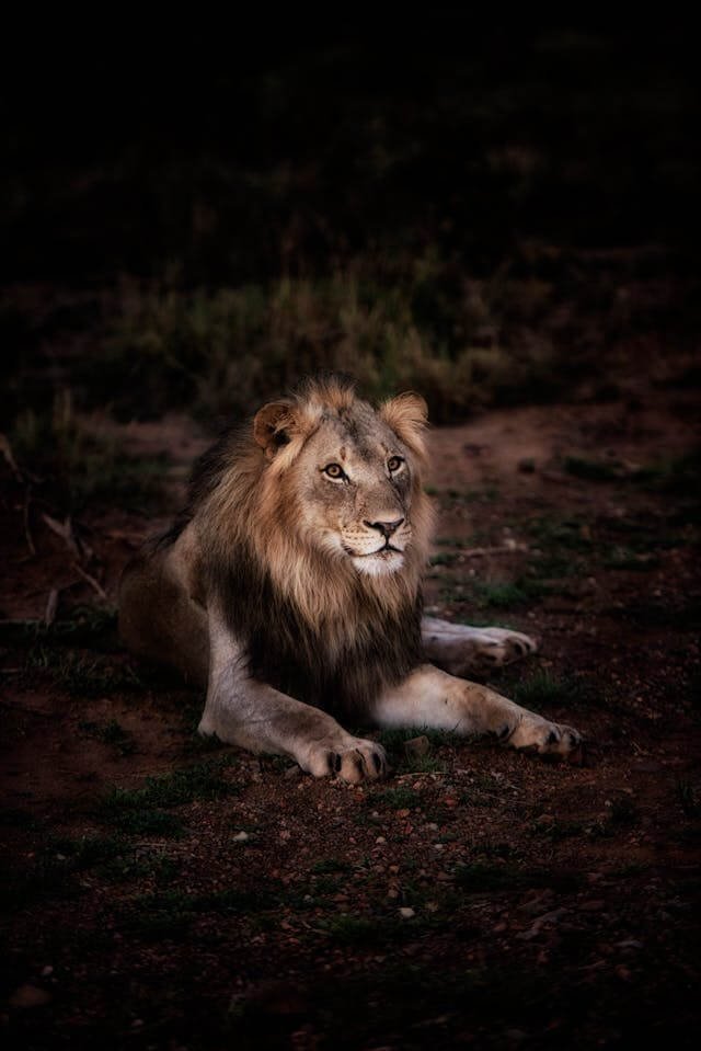 lion