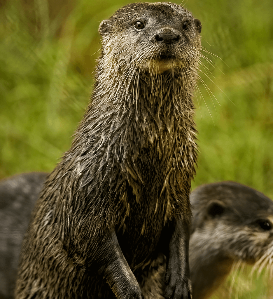 otter