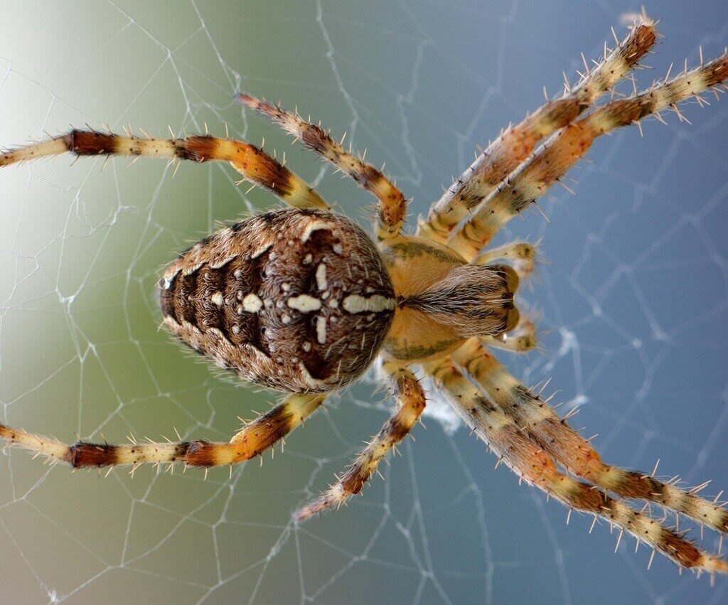 spider