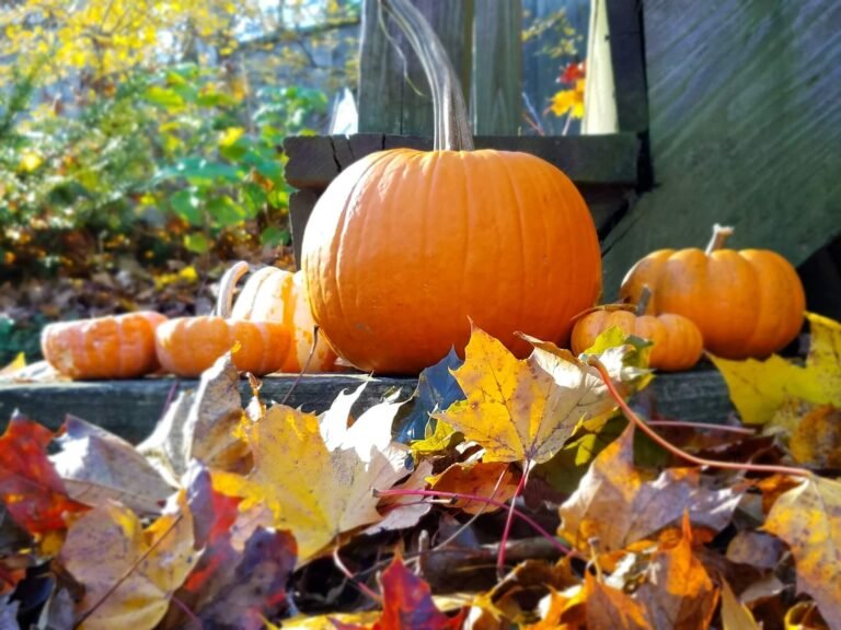 Samhain Meaning, Traditions, and How to Celebrate it